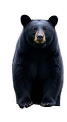 Fototapeta premium Isolated Black Bear on Transparent Background
