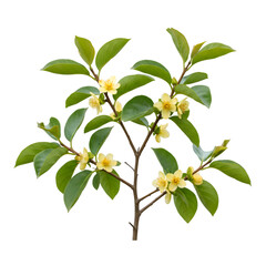 Obraz premium Isolated Branch with Yellow Persimmon Flowers on Transparent Background