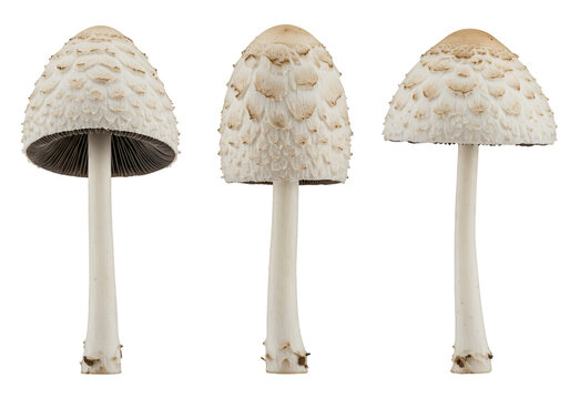 Photograph of three distinct mushroom specimens, isolated on black backgroud.