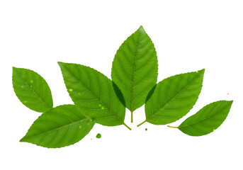 Fototapeta premium Isolated Five Green Leaves With Transparent Background