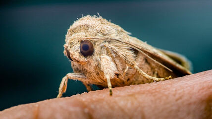 Close-up of moth resting on fingertip: exploring wildlife in macro photography