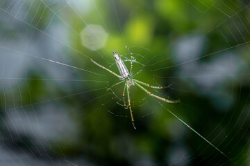 Spider weaving intricate web in lush green forest