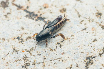 Pygmy mole cricket crawling on concrete surface