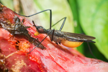 Stilt-legged fly feeding on rotten fruit in tropical rainforest