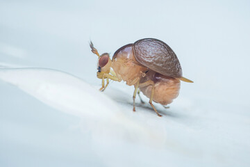 Small humpbacked fly crawling on white surface