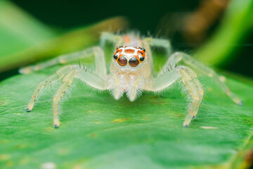 Jumping spider resting on green leaf in nature macro view