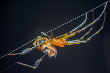 Orb weaver spider building web against dark background