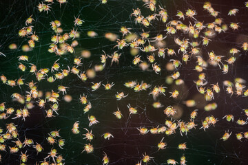 Newly hatched yellow garden spiders clustering on web