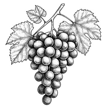  Sketch Cacho de uvas hand drawn retro ilustra&ccedil;&atilde;o em preto e branco vetor.