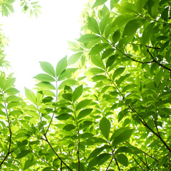 Obraz premium Isolated Green Leaves on Transparent Background