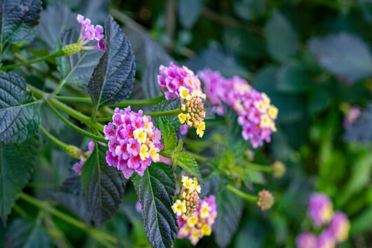 Lantana camara&nbsp;(common lantana) is a species of flowering plant within the&nbsp;verbena&nbsp;family (Verbenaceae), native to the American tropics.