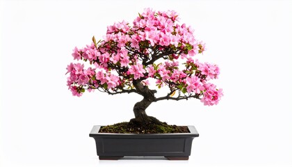 Naklejka premium Blooming Bonsai: A Pink Paradise
