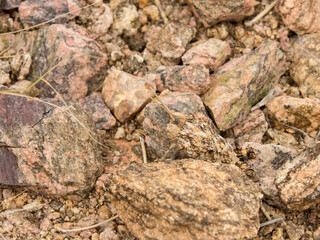 A very well camouflaged Trachypetrella Anderssonii, commonly known as the Rock Locust, between a various metamorphic rocks in the Augrabies National Park, South Africa
