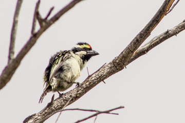 
An Acacia Pied Barbet, Tricholaema Leucomelas, perched on a small branch against a gray sky in the...