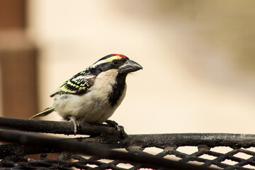 An Acacia Pied Barbet (Tricholaema Leucomelas) perched on a braai (barbeque) grill in the Campground of the Augrabies National Park, South Africa