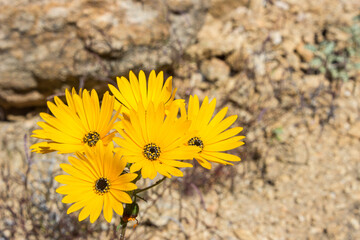 The orange colored Namaqua Widowseed daisies (Hyoseroides Asteraceae) in full bloom in the...