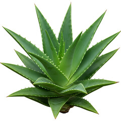 Fototapeta premium Isolated Aloe Vera Plant on Transparent Background