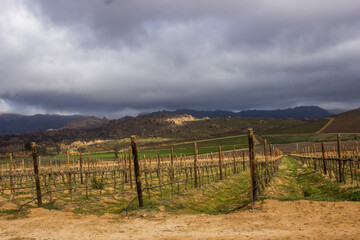 A vineyard in the Cederberg Mountains, the highest altitude vineyard in South Africa, with a storm...