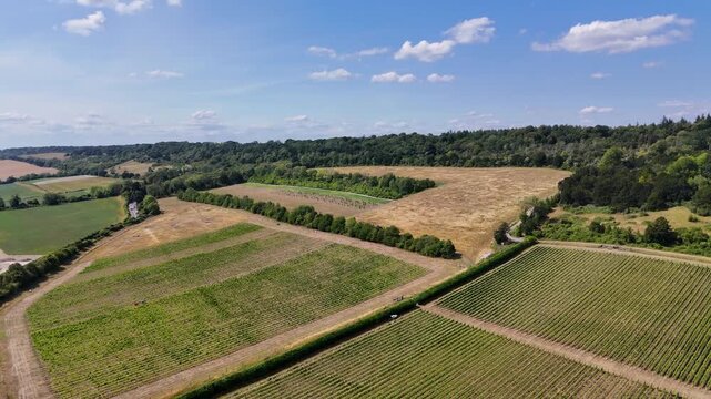 Aerial view of lush green vineyards and dense forests create a vibrant tapestry under a clear blue sky, Albury, England, United Kingdom.