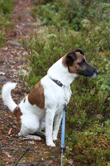 path dog young fox terrier 