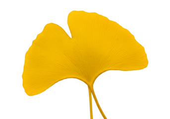 Isolated Photo Golden Yellow Ginkgo Leaf on Transparent Background