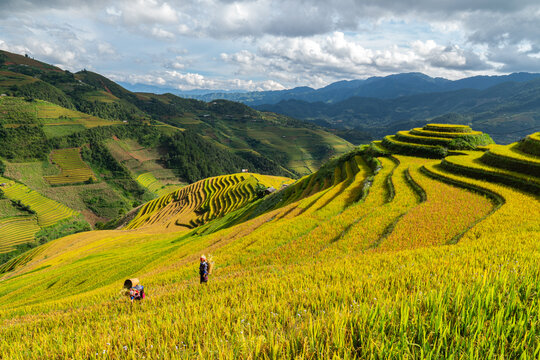 In the ripe rice season on terraced fields in Mu Cang Chai, Yen Bai, H'mong women all go to harvest rice in their family's fields. Photo taken in Mu Cang Chai, Yen Bai in September 2020	 - Powered by Adobe