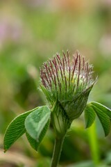 Close-up of a budding flower with green leaves.