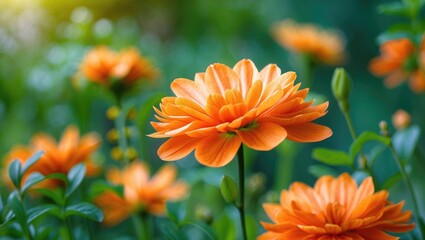 Bright orange flowers in a garden, lush green background, blooming blossoms, close-up shot, vibrant and fresh, natural floral scene.