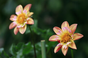 色鮮やかな大輪