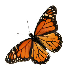 Fototapeta premium Isolated Photo of Monarch Butterfly on Black Background