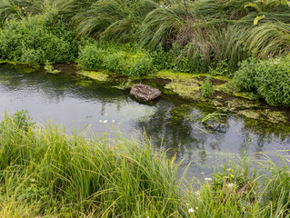A small pond in the middle of a lush green field