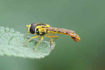 Closeup on the elongated European long hoverfly, Sphaerophoria scripta on the tip of a green leaf