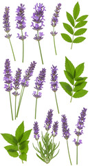 Obraz premium Isolated Lavender Flowers and Leaves on Transparent Background