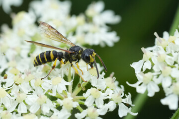 Closeup on a Sand Tailed Digger Wasp, Cerceris arenaria on a white flower in the garden