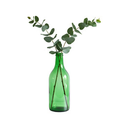 Isolated Eucalyptus Branches in Green Bottle Vase on Transparent Background