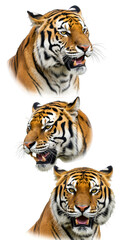 Obraz premium Isolated Photo Set Of Three Tiger Heads