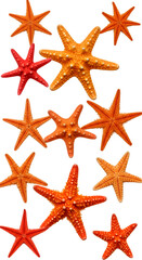 Isolated Photo Starfish Variety On Black Background