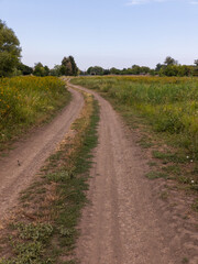 A dirt road in the middle of a grassy field