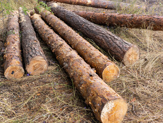 A pile of logs sitting on top of a grass covered field