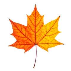 Fototapeta premium Isolated Photo of an Orange and Yellow Maple Leaf on Transparent Background