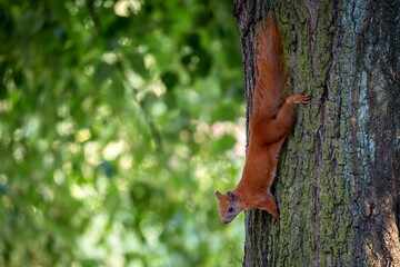 Red Squirrel on Tree Trunk
