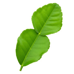 Fototapeta premium Isolated Kaffir Lime Leaves on Black Background