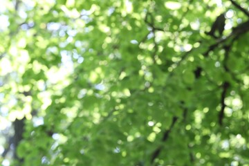 Blurred view of beautiful tree crown, closeup