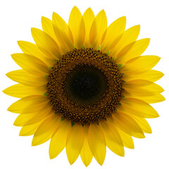 Fototapeta premium Isolated Photo Sunflower on a Black Background