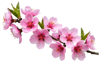 Isolated Photo Pink Peach Blossom Branch On Black Background
