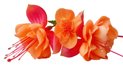 Bleeding Heart Fuchsia and Impatiens, delicate trio captured in studio showing fine textures and curves, with transparent background