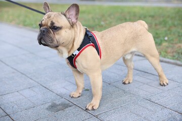 Adorable pet. Cute French bulldog with leash in park