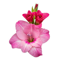 Isolated Pink Gladiolus and Rosebuds on Black Background