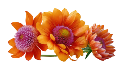 Echinacea Black-eyed Susan and Blanket Flower, detailed studio photograph of prairie blossoms, with transparent background