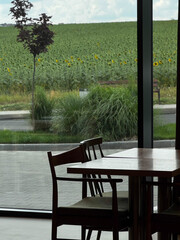 Cafe Interior Overlooking Sunflower Field
